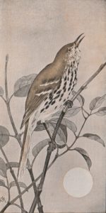 Brown Thrasher